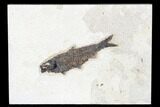 Fossil Fish (Knightia) - Wyoming #179226-1